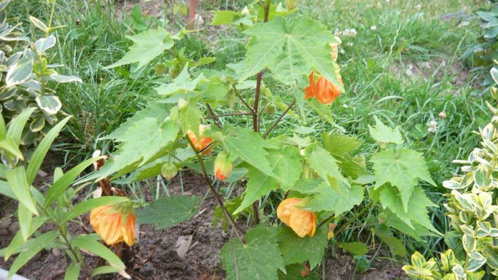 Picture 418 - Flori de vara