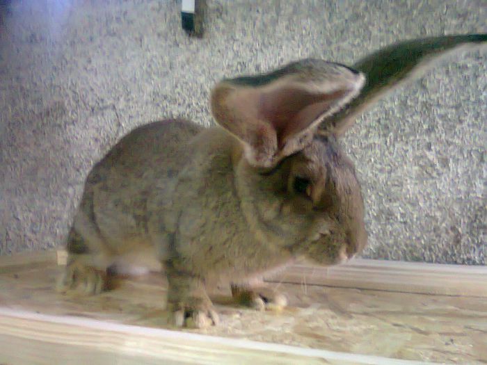 M-Urias german-3,5 luni; M-3,5 luni
