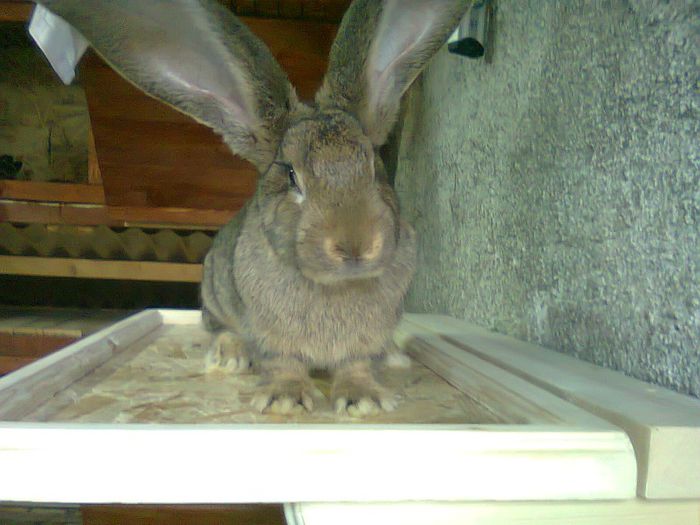 M-Urias german-3,5 luni; M-Gigel-3,5 luni
