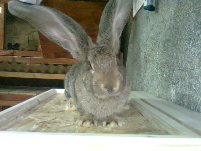 M-Urias german-3,5 luni; M-U.G.-3.5 luni
