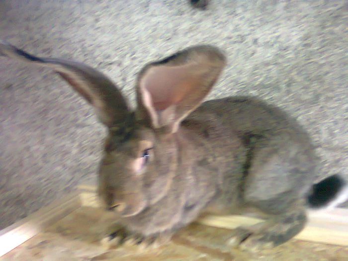 F-Urias german-3,5 luni