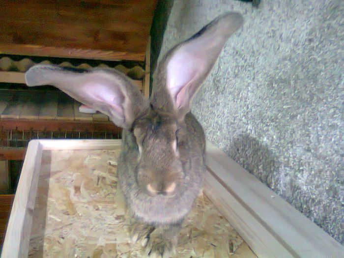 F-Urias german-3,5 luni; F-3,5 luni
