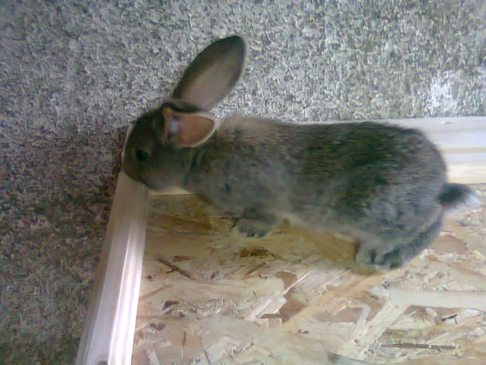 Pui-3 sapt.; pui-3 sapt.
