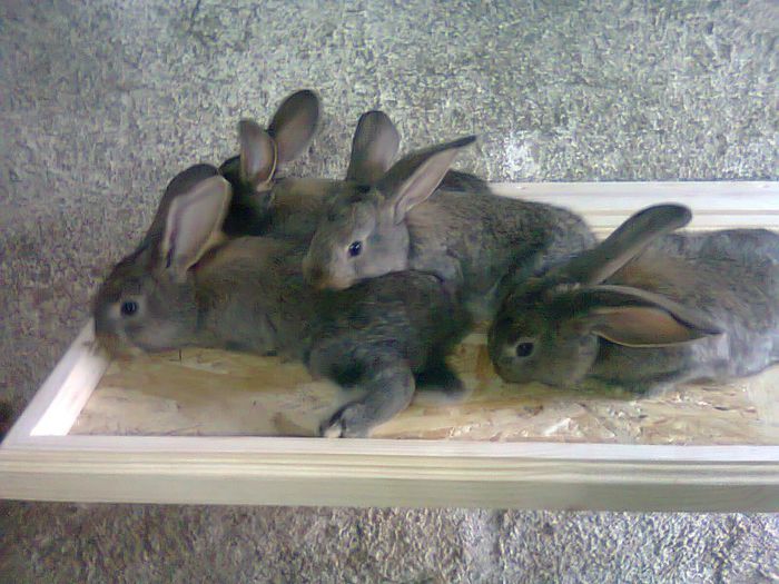 4 frati-la 3 sapt.; 4 frati-3 sapt.
