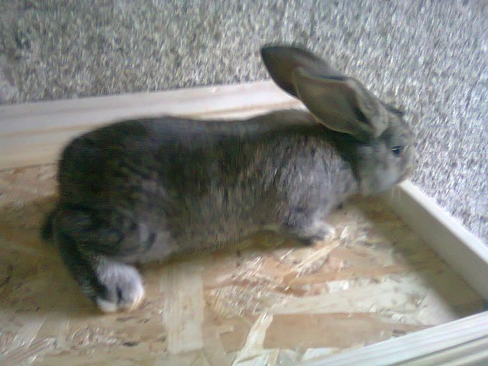 Pui-3 sapt.; pui-3 sapt.
