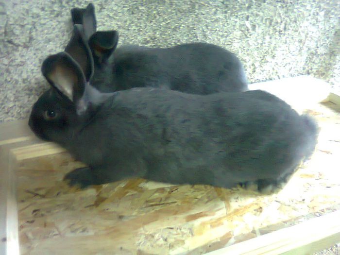 F-albastru vienez-3,5 luni; 2F-3,5 luni
