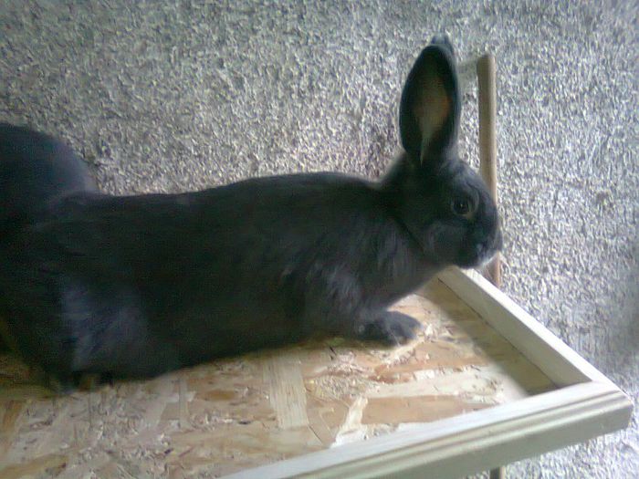 F-albastru vienez-3,5 luni; F-albastru vienez-3,5 luni
