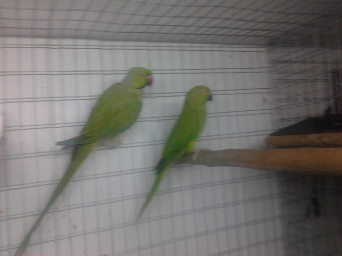 micul alexandru verde - papagalii mei