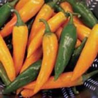 Ardei iute- Bulgarian Carrot - SEMINTE HOBBY de legume si plante aromatice