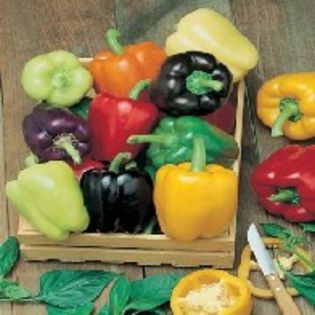 Ardei gras - Colour Spectrum - SEMINTE HOBBY de legume si plante aromatice