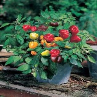 Ardei dulce pitic- Minimix - SEMINTE HOBBY de legume si plante aromatice