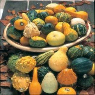Tartacute- Gourd Ornamental