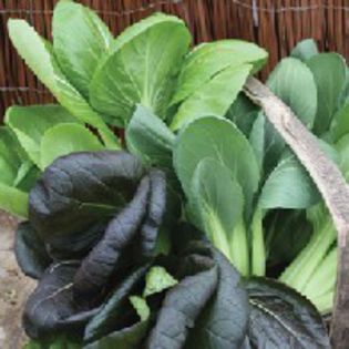 Varza china -Pak Choi