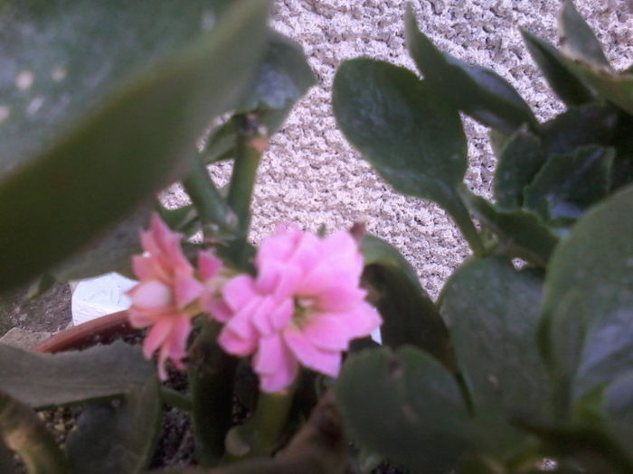 20130724_131046 - Kalanchoe