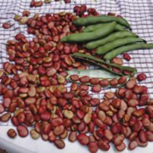Bob (Vicia faba) Broad Red Epicure