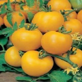Tomate Golden Sunrise