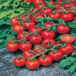 Tomate Red Cherry