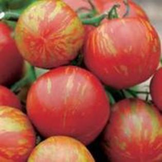 Tomate Tigerella