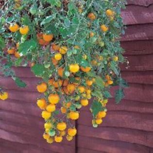 Tomate Tom Yellow