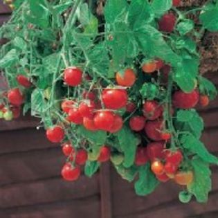 Tomate Tom Tumbling  Red