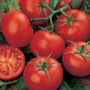 Tomate Moneymaker