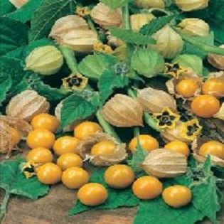Physalis Golden Berry