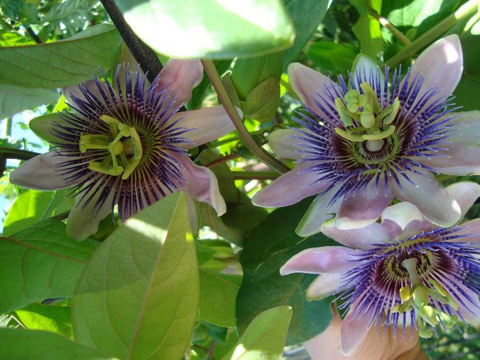 passiflora din gradina - florile mele