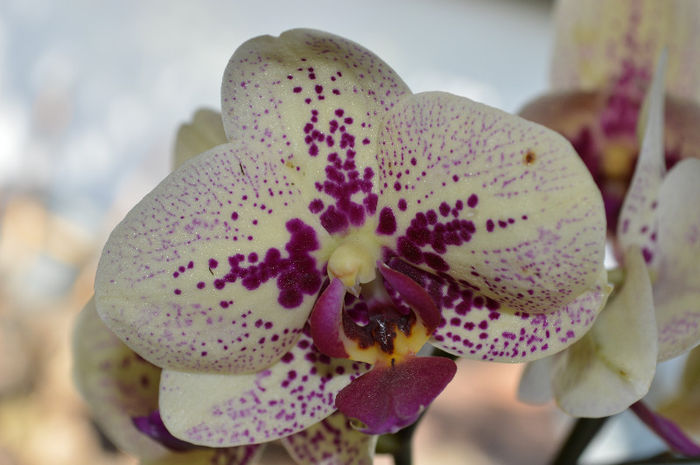 Doritaenopsis Fata Morgana