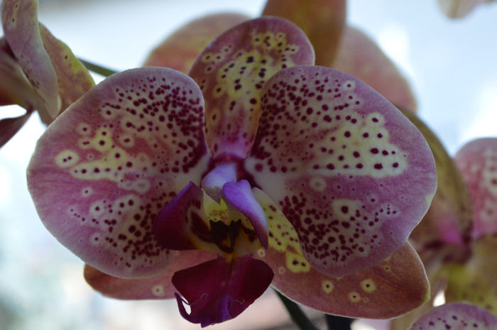 Phalaenopsis Wild Peaches