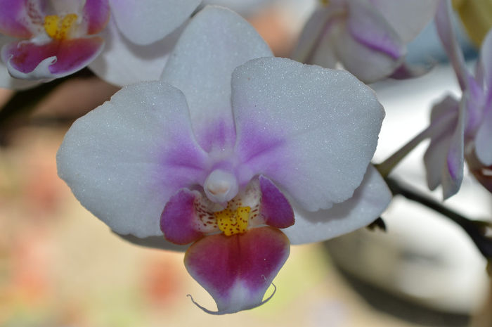 DSC_0023 - Phalaenopsis1