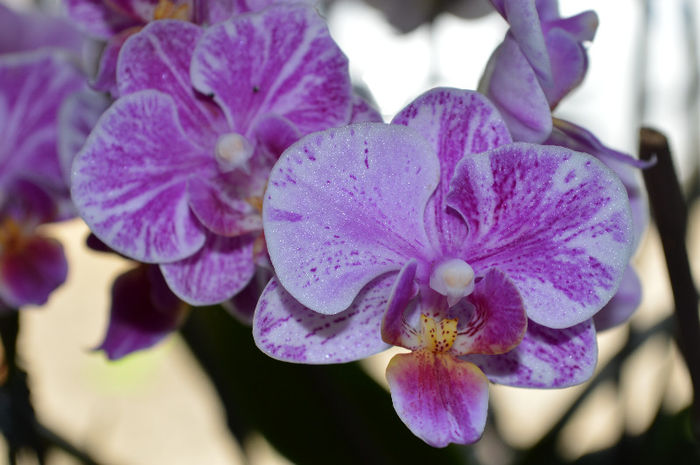 DSC_0024 - Phalaenopsis1