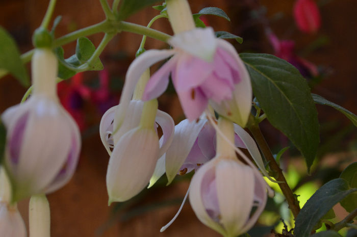 DSC_0010 - Fuchsiile mele-2013