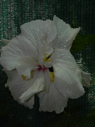  - hibiscus alb dublu