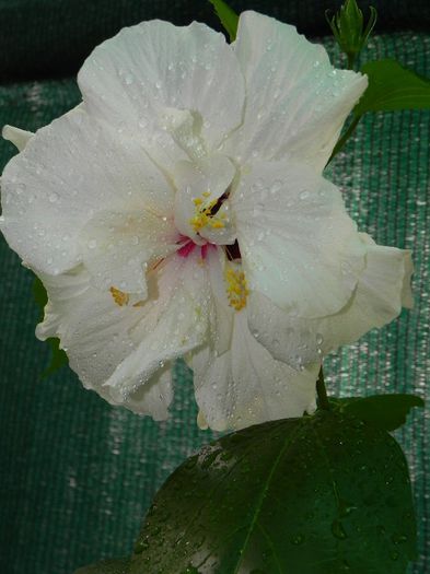  - hibiscus alb dublu