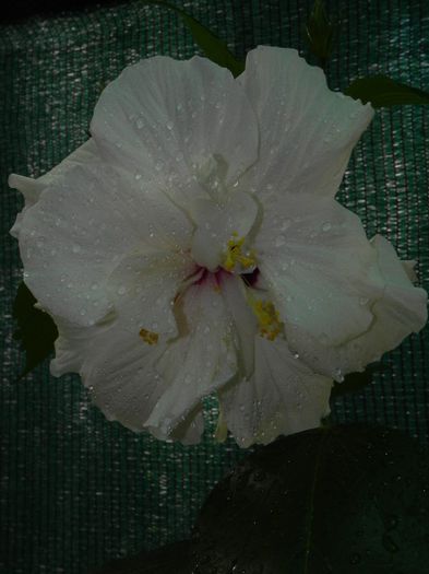  - hibiscus alb dublu