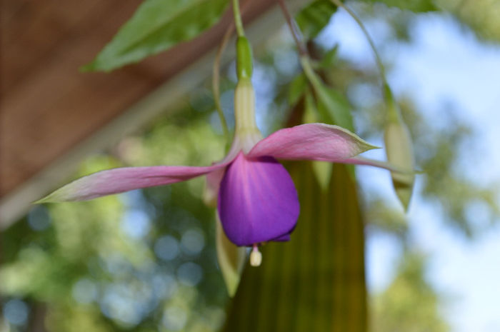 5 cascade