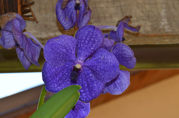 DSC_0006 - Vanda