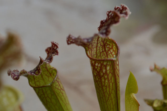 Sarracenia x swaniana