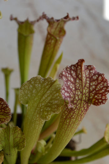 Sarracenia x swaniana