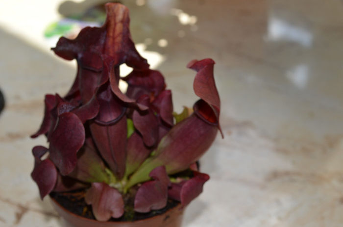 Sarracenia purpurea