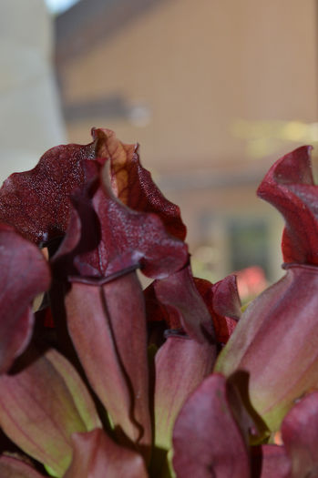 Sarracenia purpurea