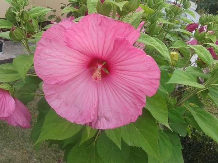 Hibiscus XXL superb - Primavara-vara 2013