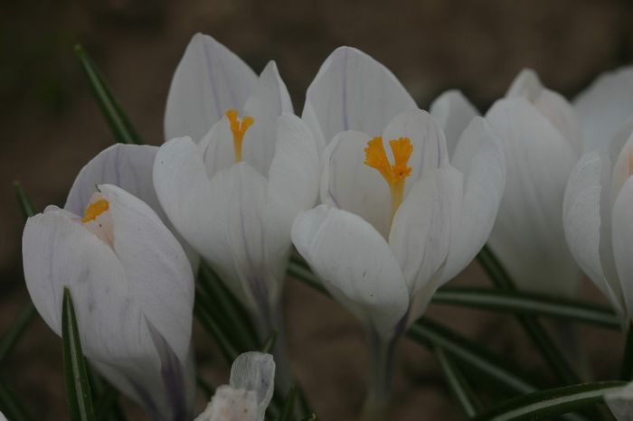 Crocus Jeanne dArc - BULBI DE TOAMNA - FLORI DE PRIMAVARA