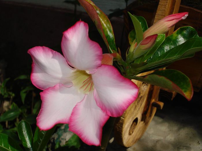 Adenium obesum Incredible Delight - apoi continuarea 2013