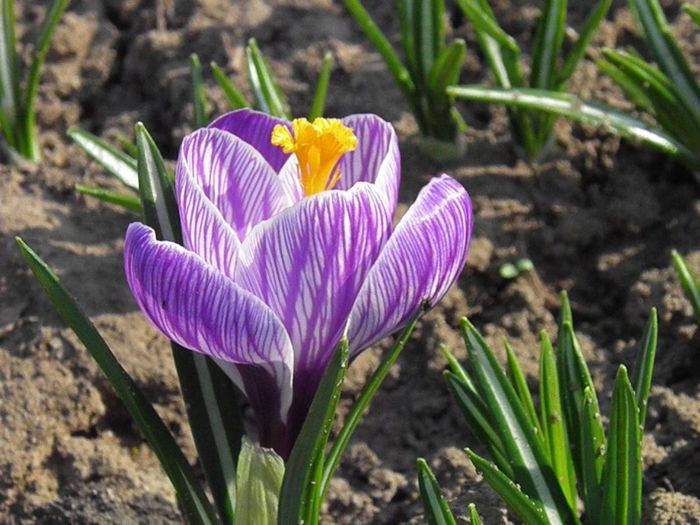 Crocus Pickwick - BULBI DE TOAMNA - FLORI DE PRIMAVARA