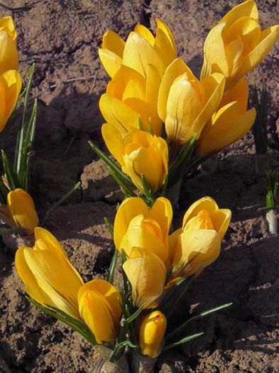 Crocus Yellow - BULBI DE TOAMNA - FLORI DE PRIMAVARA