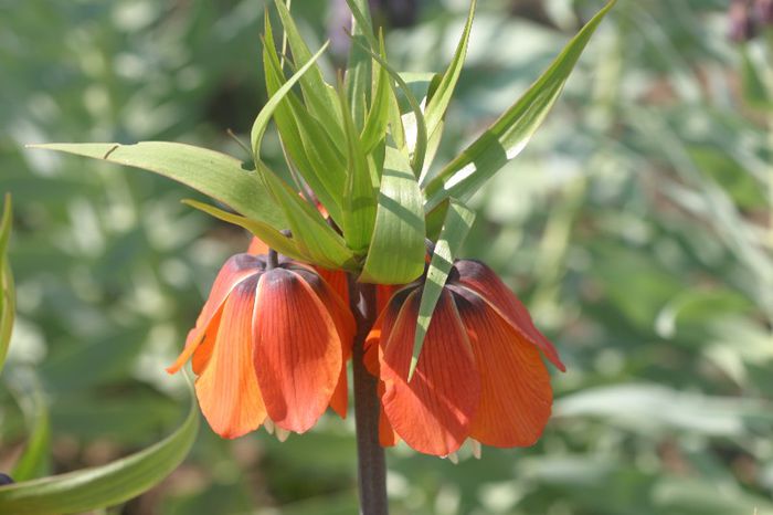 Frittilaria imperialis Rubra - BULBI DE TOAMNA - FLORI DE PRIMAVARA