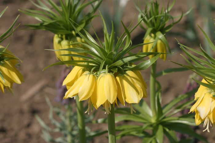 Frittilaria Lutea - BULBI DE TOAMNA - FLORI DE PRIMAVARA