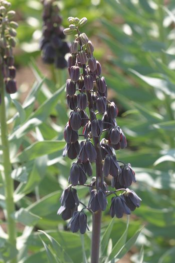 Frittilaria persica - BULBI DE TOAMNA - FLORI DE PRIMAVARA