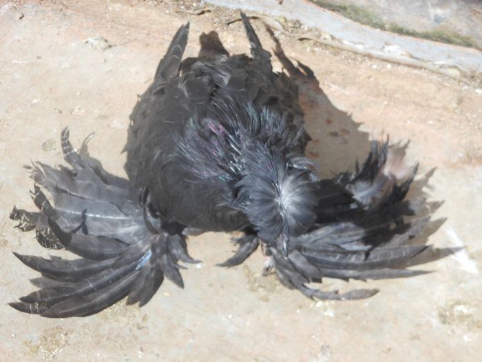 pui tobosar - tobosari 2013